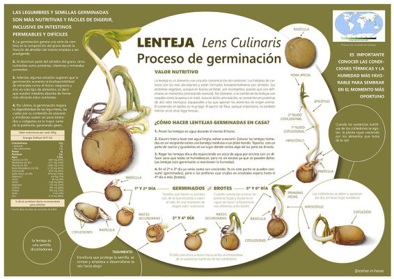 germinado-lenteja-infog_esther_m_heras_-566x400